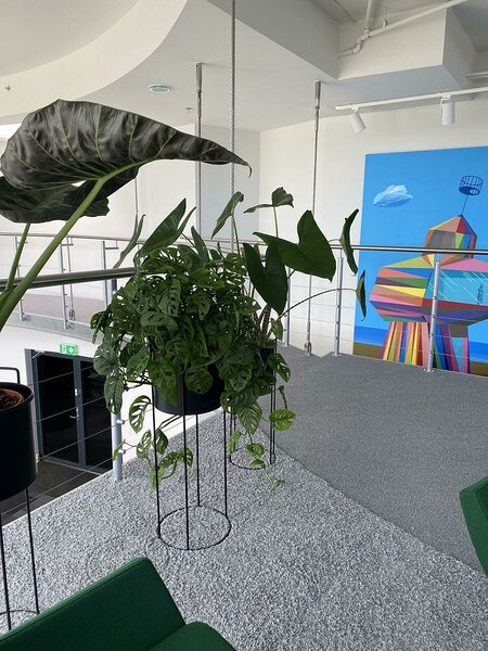 Monstera obliqua