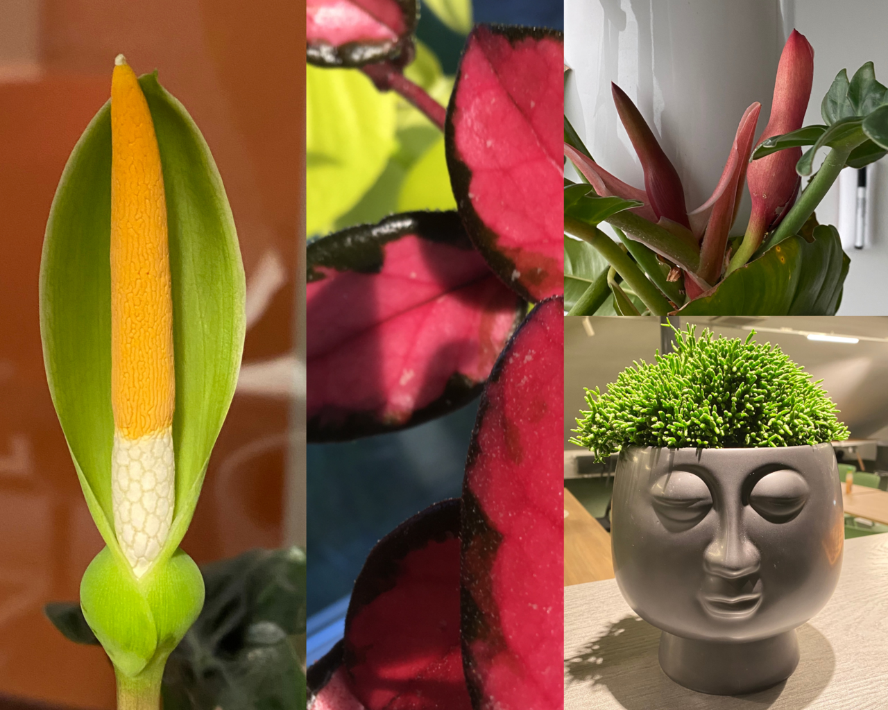 Rohevägine – Esileht