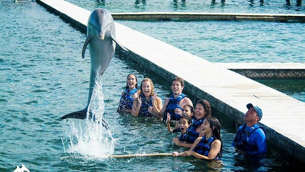 Dolphin Excursion