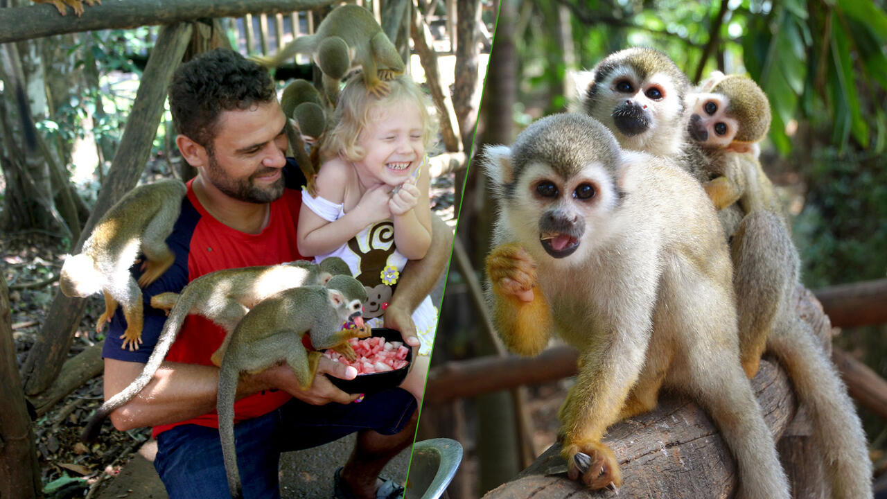 Have fun with monkeys on the half-day Monkey Jungle tour