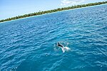 Saona excursion - some lucky folks get to see dolphins