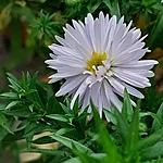 Madal aster apollo.j int pg