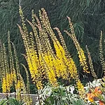 Prževalski kobarpea 2 int