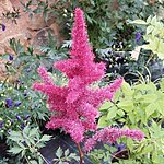 Hiina astilbe mighty red queen int