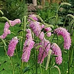 Jaapani punanupp 2 int 