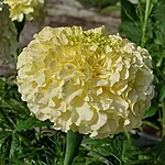 Kõrge peiulill helada vanilla f1