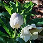 Kaukaasia lumeroos pretty ellen white. int jpg