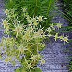 Lamedalehine ogaputk potis r 1