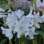 Rododendron cunningam white õis r
