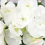 Roosbegoonia clara int