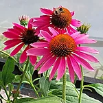 Siilikübar pollination magneta. int jpg