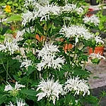 Valge monarda int jpg