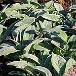 Villane nõianõges. int jpg