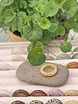 Img 4571