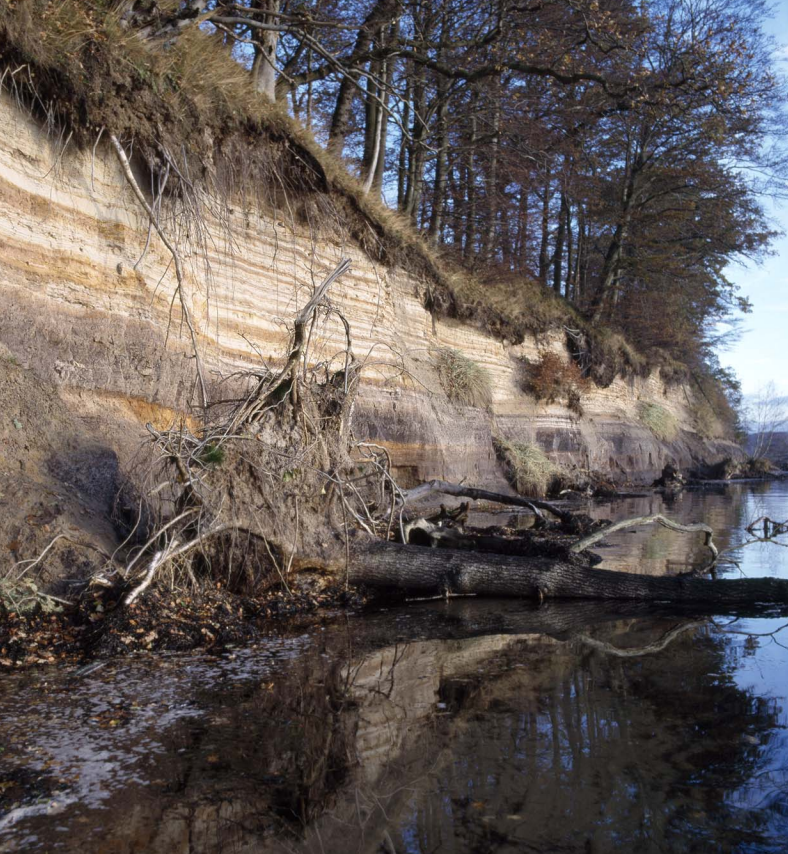 Outcrop of the Kolding Fjord Member, Klintinghoved Formation at Hagenør, Lillebælt. The succession is dominated by organic-rich, lagoonal, silty clay and sand beds deposited as washover fans on the back-barrier flat. Photo: Peter Warna-Moors.