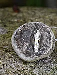 Ripastlillevaas
