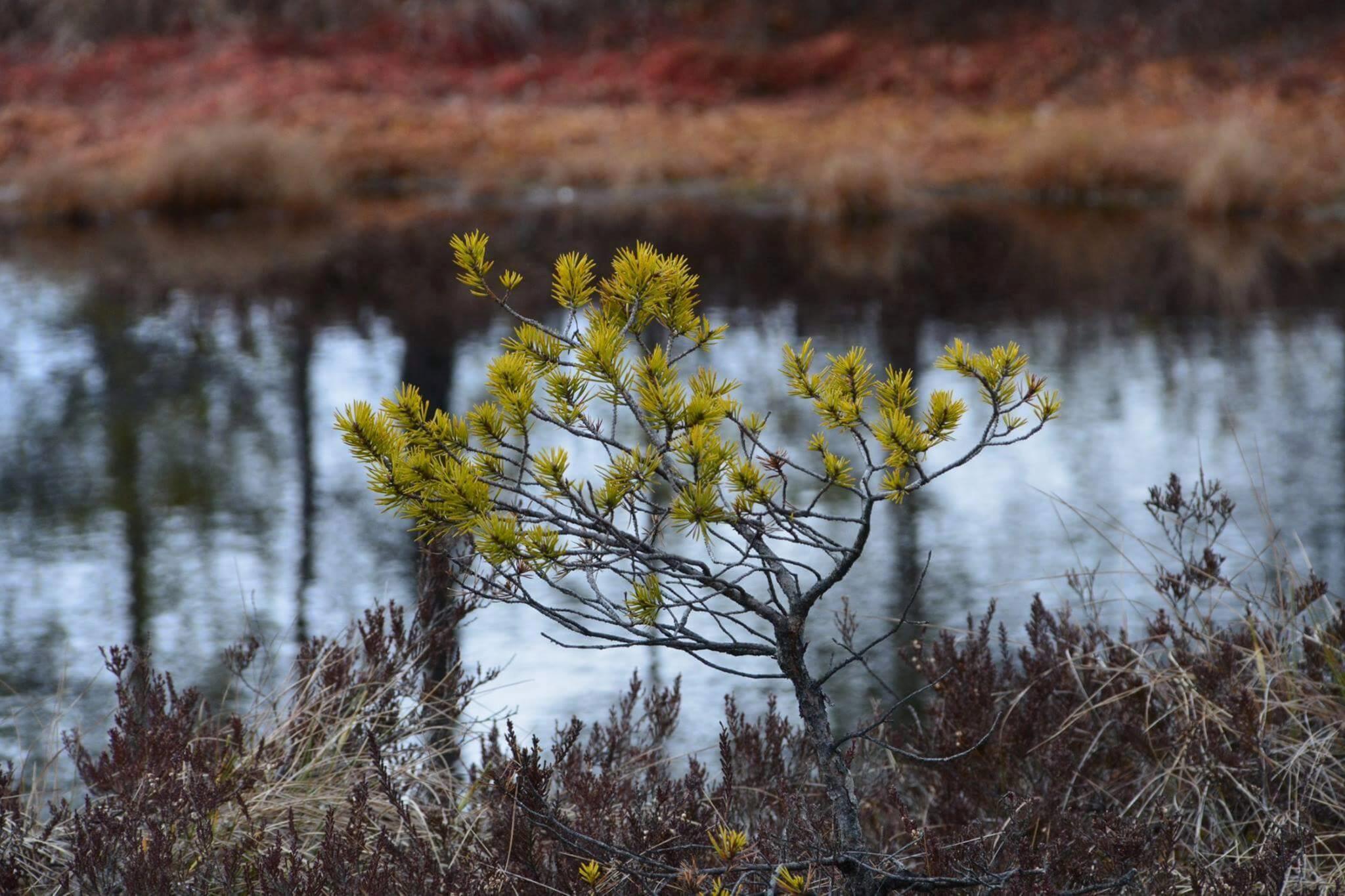Natur im Nationalpark Lahemaa