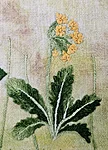 Nurmenukk tikitud web