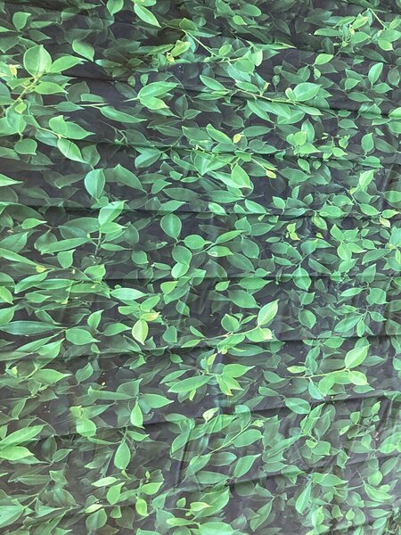 Green leafy photo background