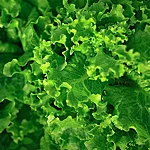 Aedsalat   bionda a foglia riccia   1