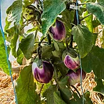 Baklažaan   rotonda bianca sfumata di rosa   2 2