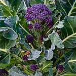 Brokkoli   early purple sprouting   4