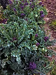 Brokkoli   early purple sprouting   5