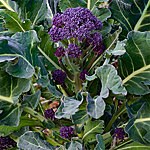 Brokkoli early purple sprouting   4 2