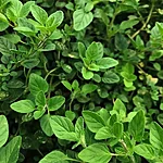 Kreeka oregano