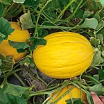 Melon   honeydew   1 2