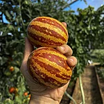 Melon   rich sweetness   4