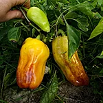 Paprika   blot   5 2