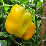 Paprika   california wonder   3 2