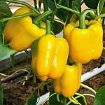 Paprika   california wonder   6 2