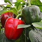 Paprika   california wonder red   5 2