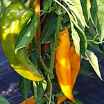Paprika   corno di toro giallo   1 2