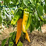 Paprika   corno di toro giallo   5 2