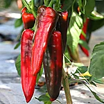 Paprika   corno di toro rosso   2