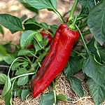 Paprika   corno di toro rosso   4 2