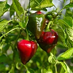 Paprika   lesya   6 3