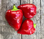 Paprika   lesya   7 3