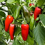 Paprika   lunchbox red   4 2