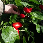 Paprika   lunchbox red   5 2