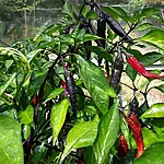 Paprika   murasaki purple   5 2