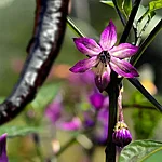 Paprika   murasaki purple   7 2