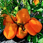 Paprika   orange bull   2 2