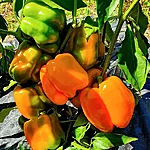 Paprika   orange bull   3 2