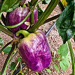 Paprika   purple smudge gold   3 2 2