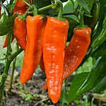 Paprika   ramiro orange   6 2