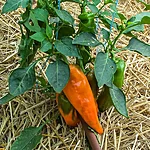 Paprika   ramiro orange   8 2